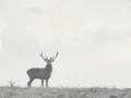 Cerf élaphe pendant le brame du cerf en Charente-Maritime