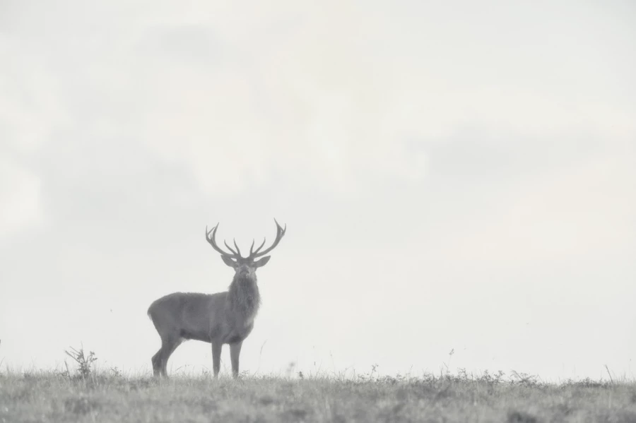Cerf élaphe pendant le brame du cerf en Charente-Maritime