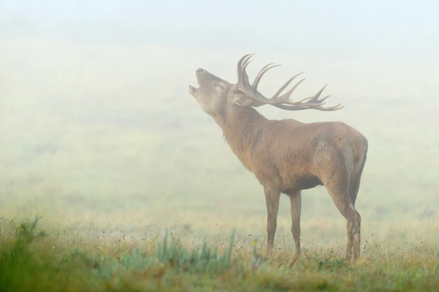 Cerf élaphe pendant le brame du cerf en Charente-Maritime