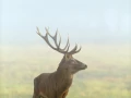 Cerf élaphe pendant le brame du cerf en Charente-Maritime