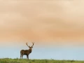 Red deer stag during the rut of the deer in France.