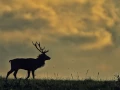 Cerf élaphe pendant le brame du cerf en Charente-Maritime