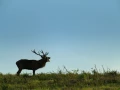 Cerf élaphe pendant le brame du cerf en Charente-Maritime
