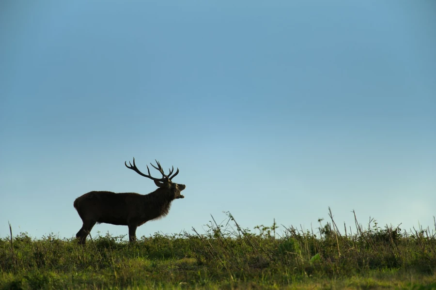 Cerf élaphe pendant le brame du cerf en Charente-Maritime
