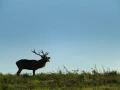 Red deer stag during the rut of the deer in France.