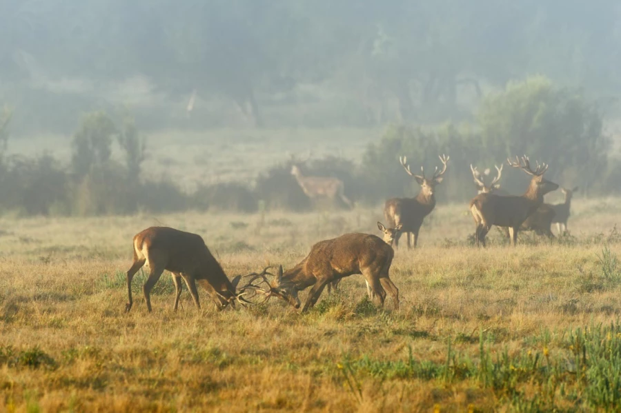 Cerf élaphe pendant le brame du cerf en Charente-Maritime