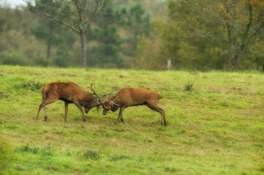 Cerf élaphe pendant le brame du cerf en Charente-Maritime