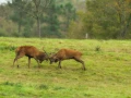 Red deer stag during the rut of the deer in France.