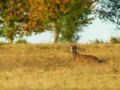 Cerf élaphe pendant le brame du cerf en Charente-Maritime
