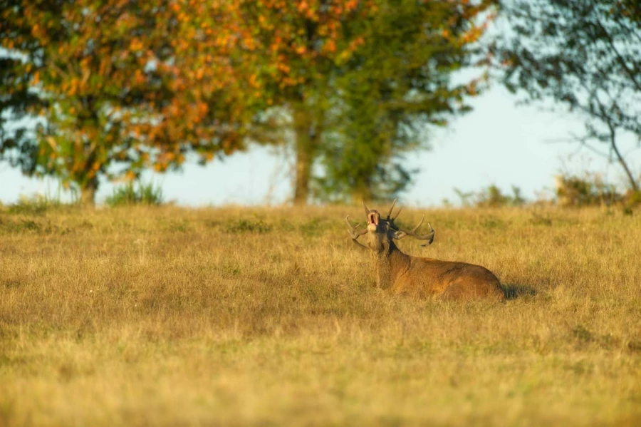 Cerf élaphe pendant le brame du cerf en Charente-Maritime