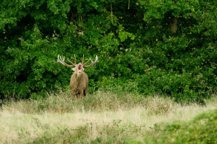 Cerf élaphe pendant le brame du cerf en Charente-Maritime