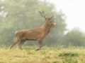 Red deer stag in color during the rut of the deer in France.