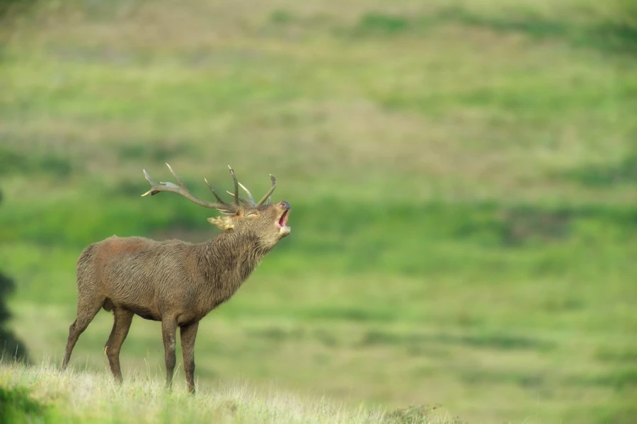 Red deer stag during the rut of the deer in France.