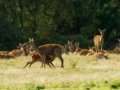 Red deer stag during the rut of the deer in France.