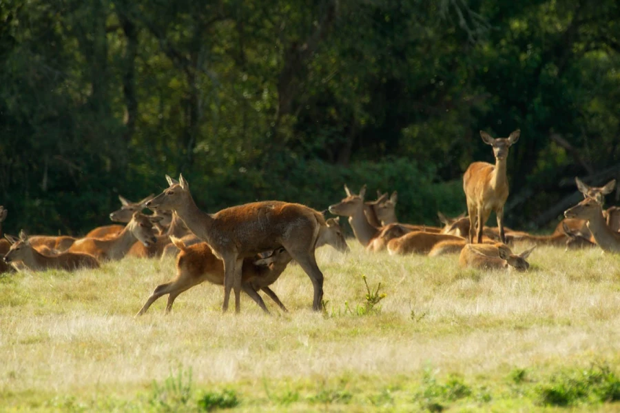 Red deer stag during the rut of the deer in France.