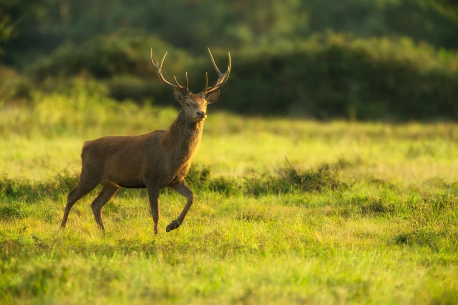 Cerf élaphe pendant le brame du cerf en Charente-Maritime