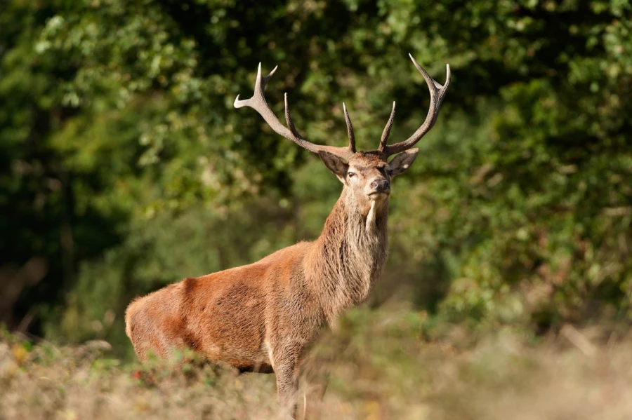 Red deer stag during the rut of the deer in France.