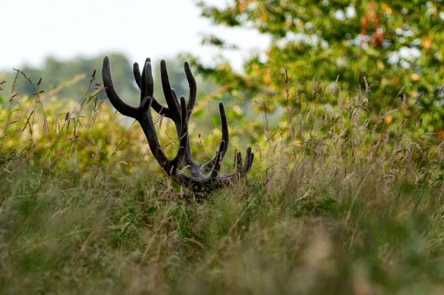 Cerf élaphe pendant le brame du cerf en Charente-Maritime