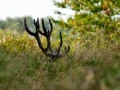 Red deer stag during the rut of the deer in France.