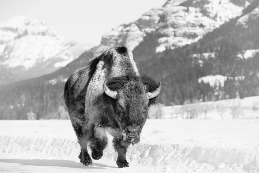 Bison dans le Yellowstone, photo animalière en high key et noir