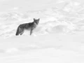 Coyote dans le Yellowstone, photo animalière en high key et noi