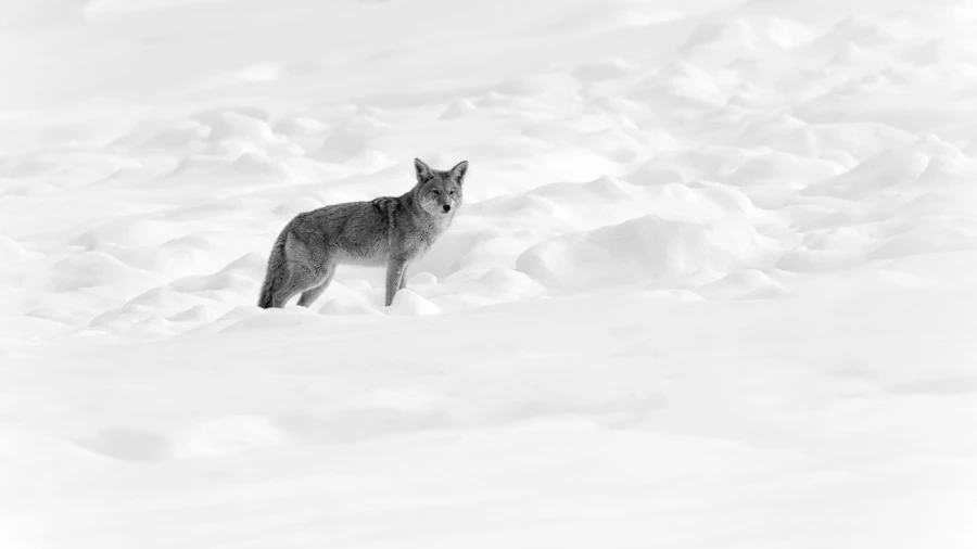 Coyote dans le Yellowstone, photo animalière en high key et noi