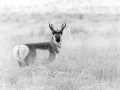 Antilope d'Amérique, photo animalière en high key et noir et b