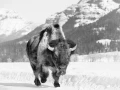Bison dans le Yellowstone en noir et blanc.