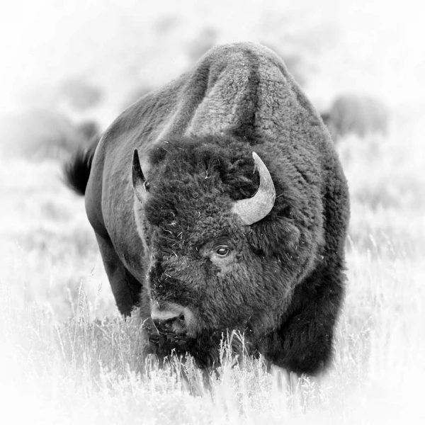 Bison dans le Yellowstone, photo animalière en high key et noir