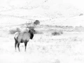 Cerf wapiti dans le Yellowstone en noir et blanc.