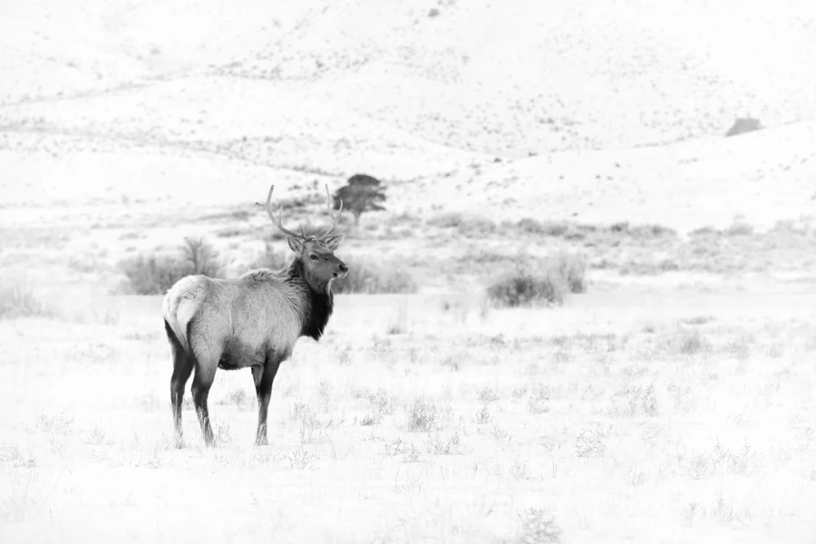 Cerf wapiti dans le Yellowstone en noir et blanc.