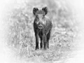 Sanglier en Charente-Maritime, photo animalière en high key et 