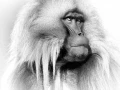 Gelada en Ethiopie, photo animalière en high key et noir et bla