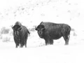 Bison dans le Yellowstone en noir et blanc.