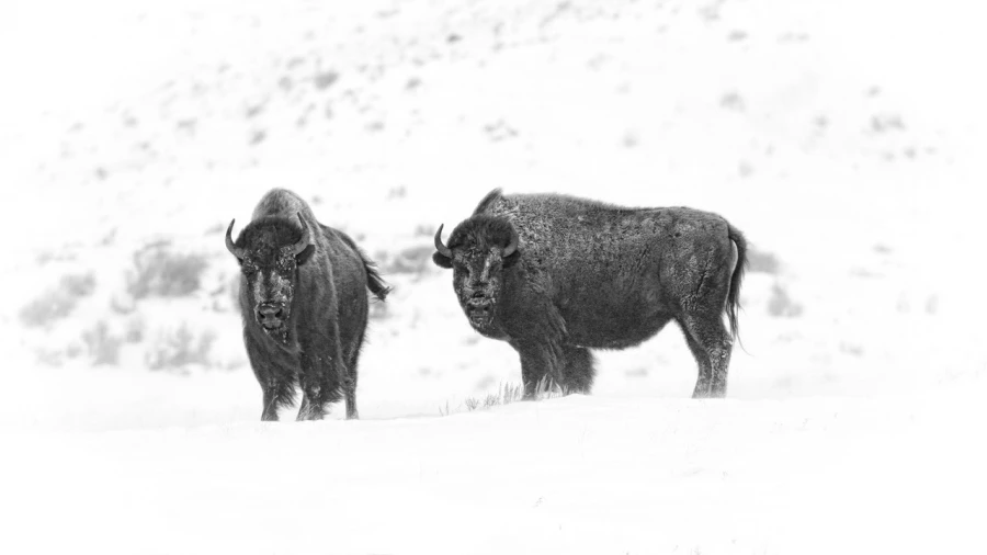 Bison dans le Yellowstone en noir et blanc.