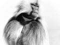 Gelada en Ethiopie, photo animalière en high key et noir et bla