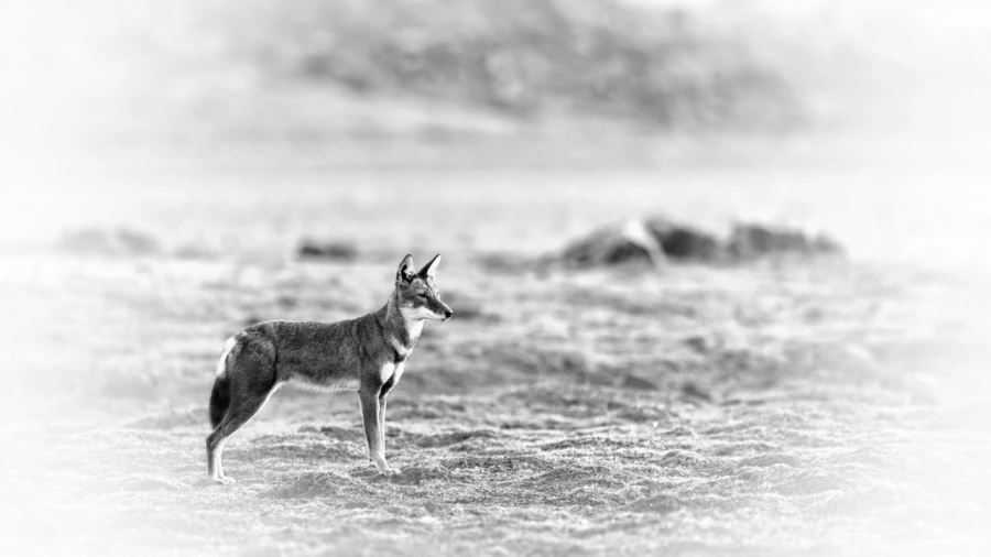 Loup d'Ethiopie en noir et blanc.