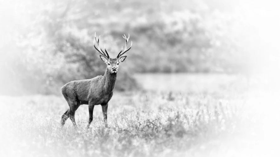cerf élaphe en Charente-Maritime, photo animalière en high key
