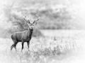 Red deer stage in France, wildlife photograph in high key and bl