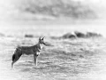 Loup d'Ethiopie,photo animalière en high key et noir et blanc. 