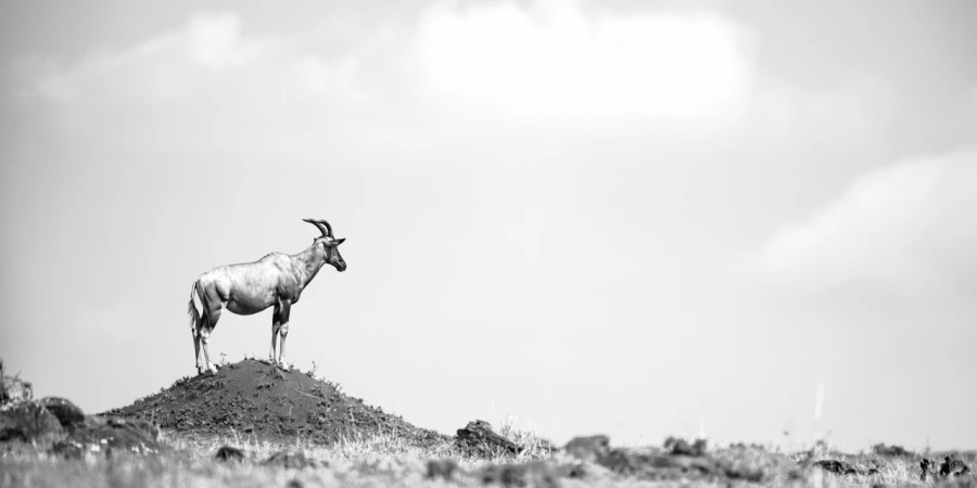 Topi in Kenya, wildlife photograph in high key and black and whi