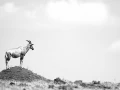 Topi au Kenya, photo animalière en high key et noir et blanc. A