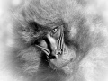 Femelle gelada en Ethiopie en noir  et  blanc.