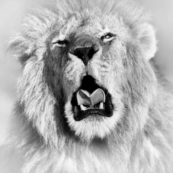 Lion au Kenya, photo animalière en high key et noir et blanc. A