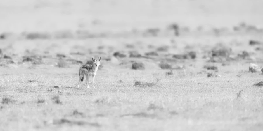 Chacal dans une prairie du Kenya en noir et blanc.
