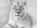 Lionne dans une prairie du Kenya en noir et blanc.