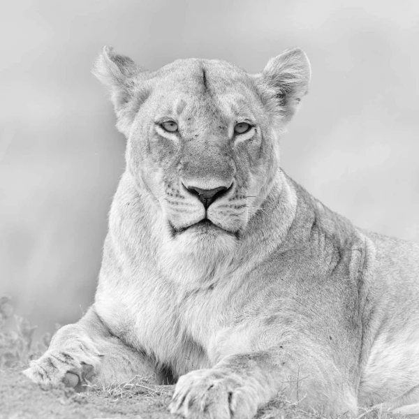 Lionne dans une prairie du Kenya en noir et blanc.