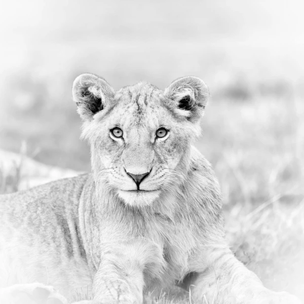 Lionceau dans une prairie du Kenya en noir et blanc.
