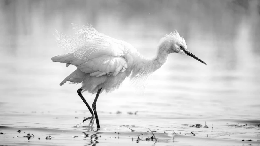 Aigrette, photo animalière en high key et noir et blanc. Amar G