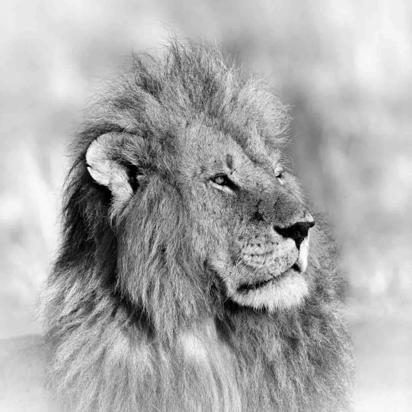 Lion dans une prairie du Kenya en noir et blanc.